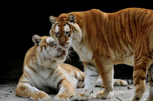 属虎人跟她们在一起你的好运全来了