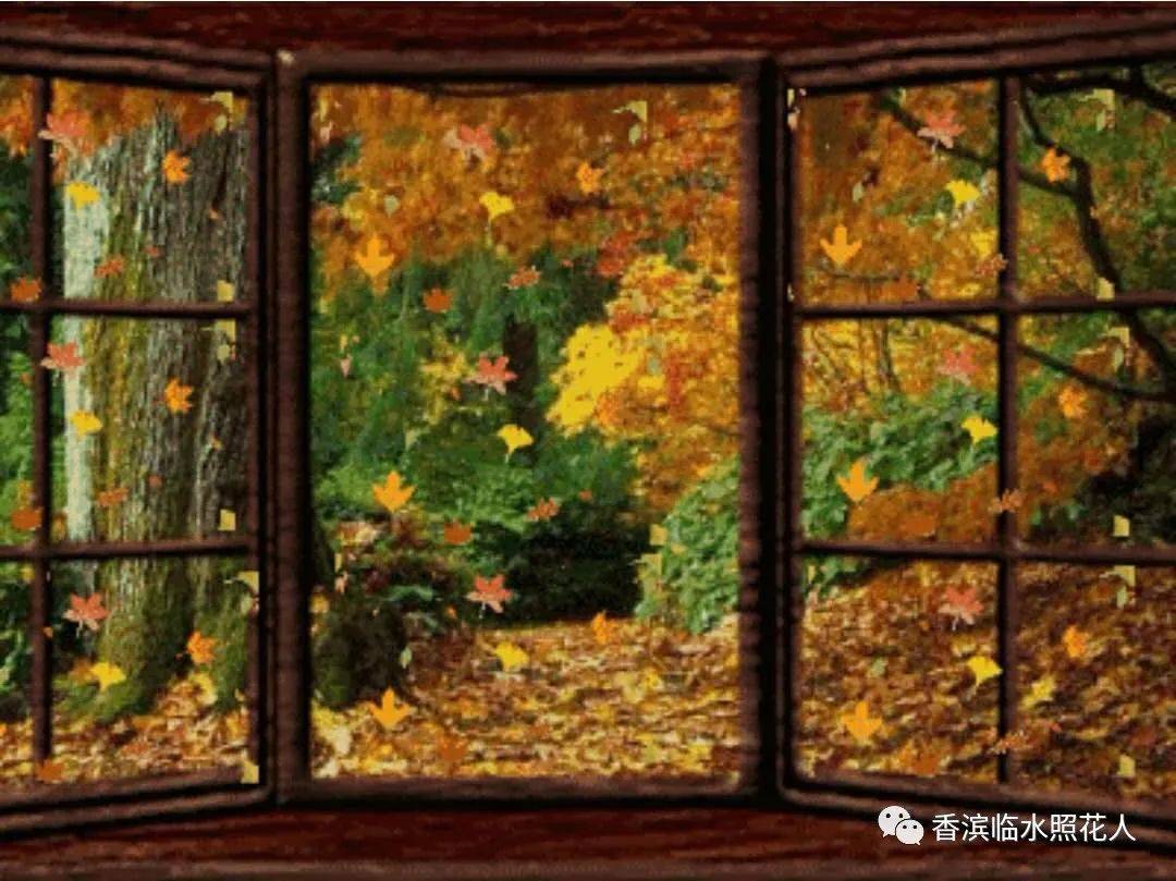 原创思维导图画作文统编三年下齐鑫田我的植物朋友长寿菊