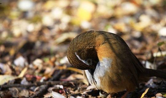 画眉鸟这些语言你知道吗