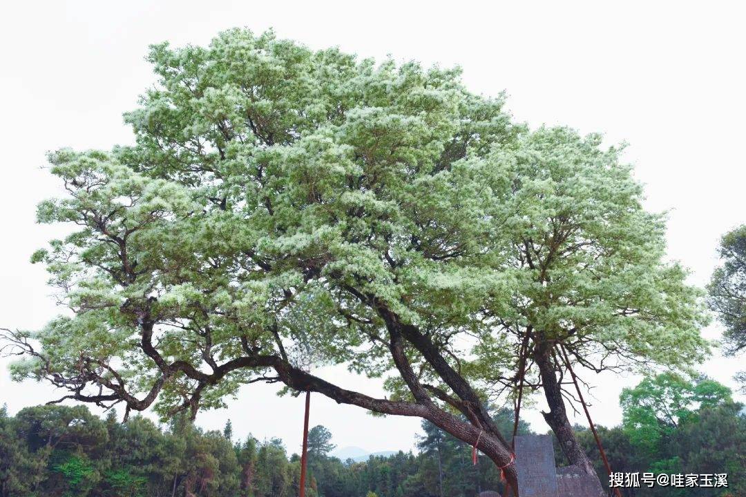 36112植树节丨云南这些稀罕树每棵都是宝