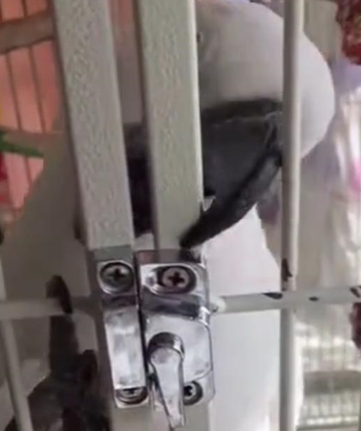 鹦鹉很聪明这点我是知道的,所以我平时都把它放在客厅的鸟笼里锁住,但