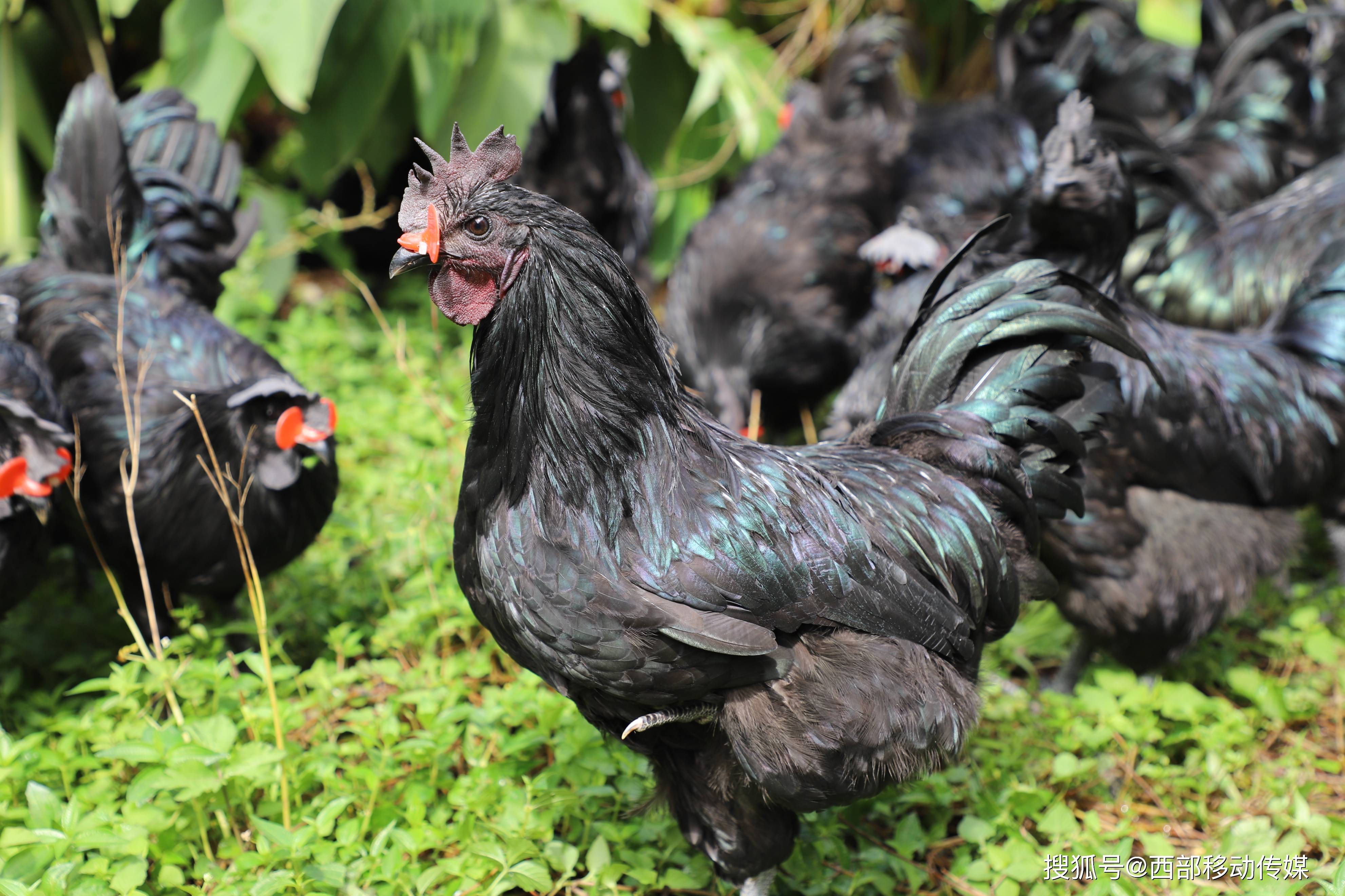 特别关注央视共富经栏目探寻盐津乌骨鸡的致富密码
