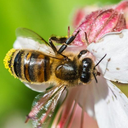 原创在油菜开花后喷施农药是不是会伤害到小蜜蜂