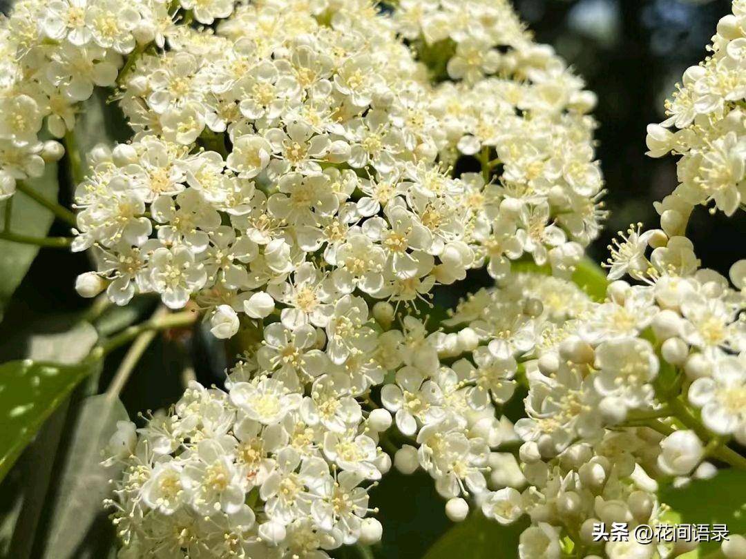 石楠花盛开好看是好看就是太难闻了