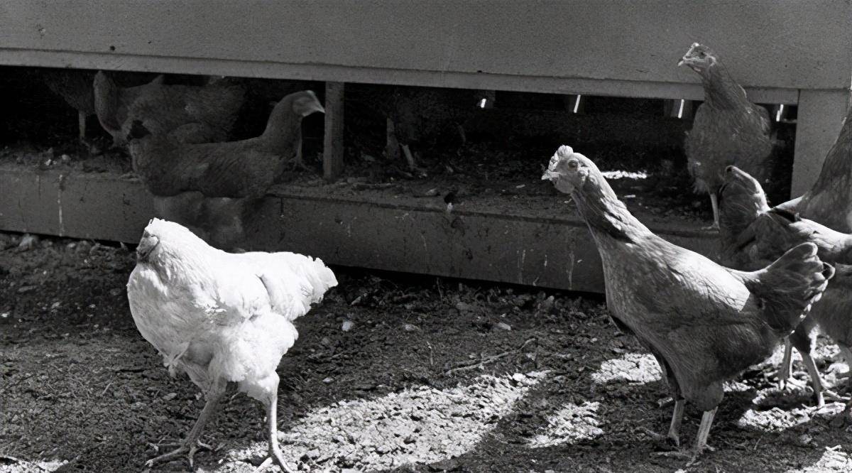 原创美国无头鸡麦克被砍头后依然存活18个月还在全国进行巡演