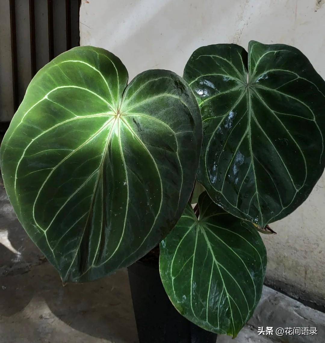 适合在室内养的大叶绿植