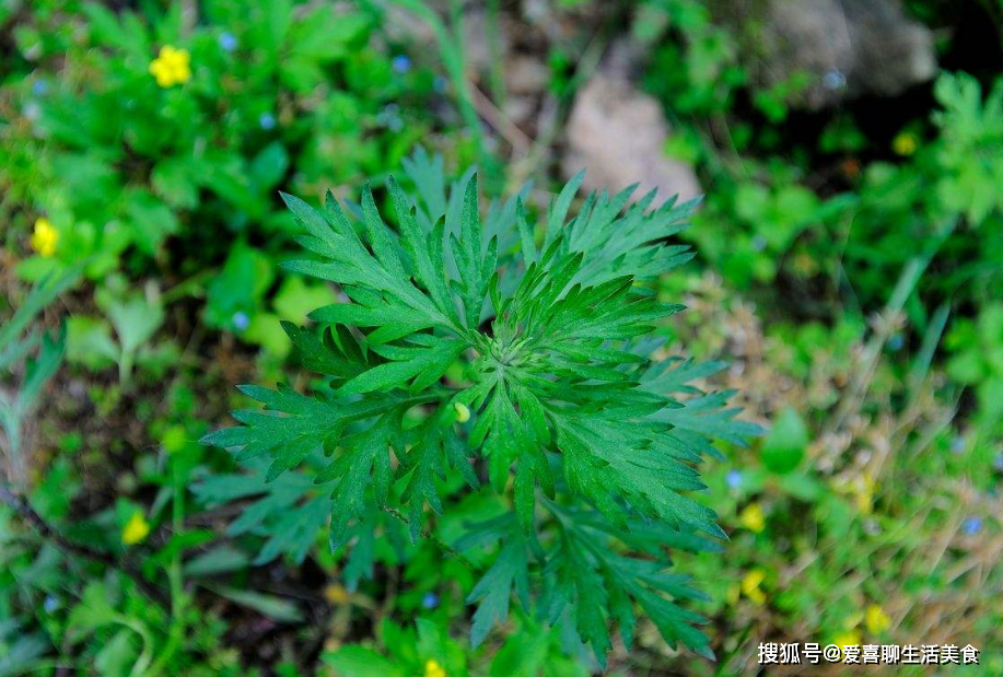 菠菜_食用油_韭菜