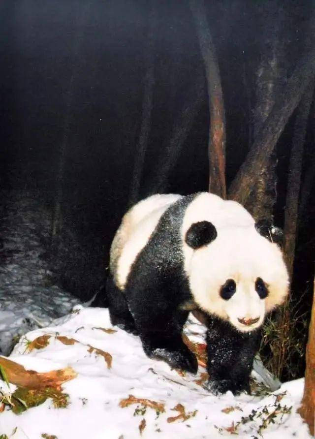 大使热罗姆·普耶探访大熊猫国家公园唐家河片区_et_jai_自然保护区