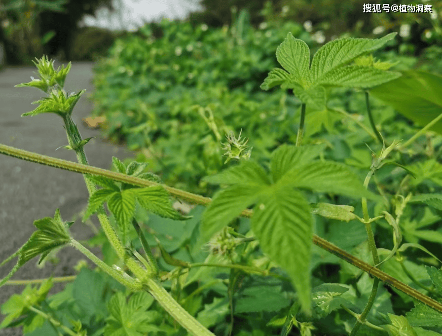 原创葎草又称割人藤锯锯藤有4大作用价值极高农民朋友要了解