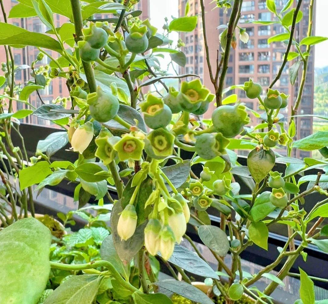 在6平米北阳台上种菜羡煞旁人