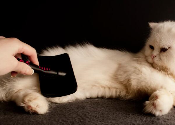 原创给猫咪梳毛的好处是什么别说你是最后一个知道的