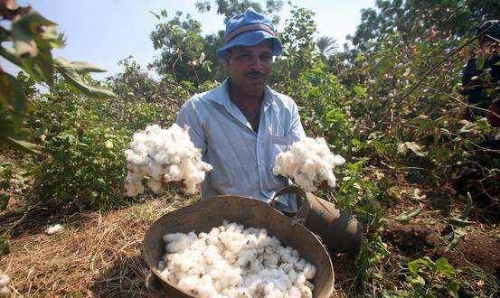 印度棉花分布图片