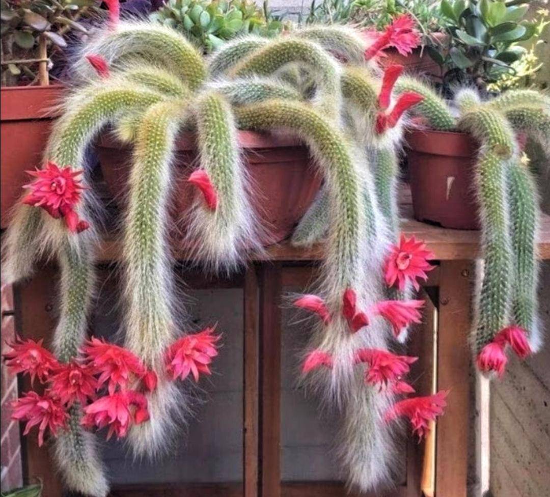 九尾狐多肉长得太奇怪了,好奇什么样的人会掏钱买