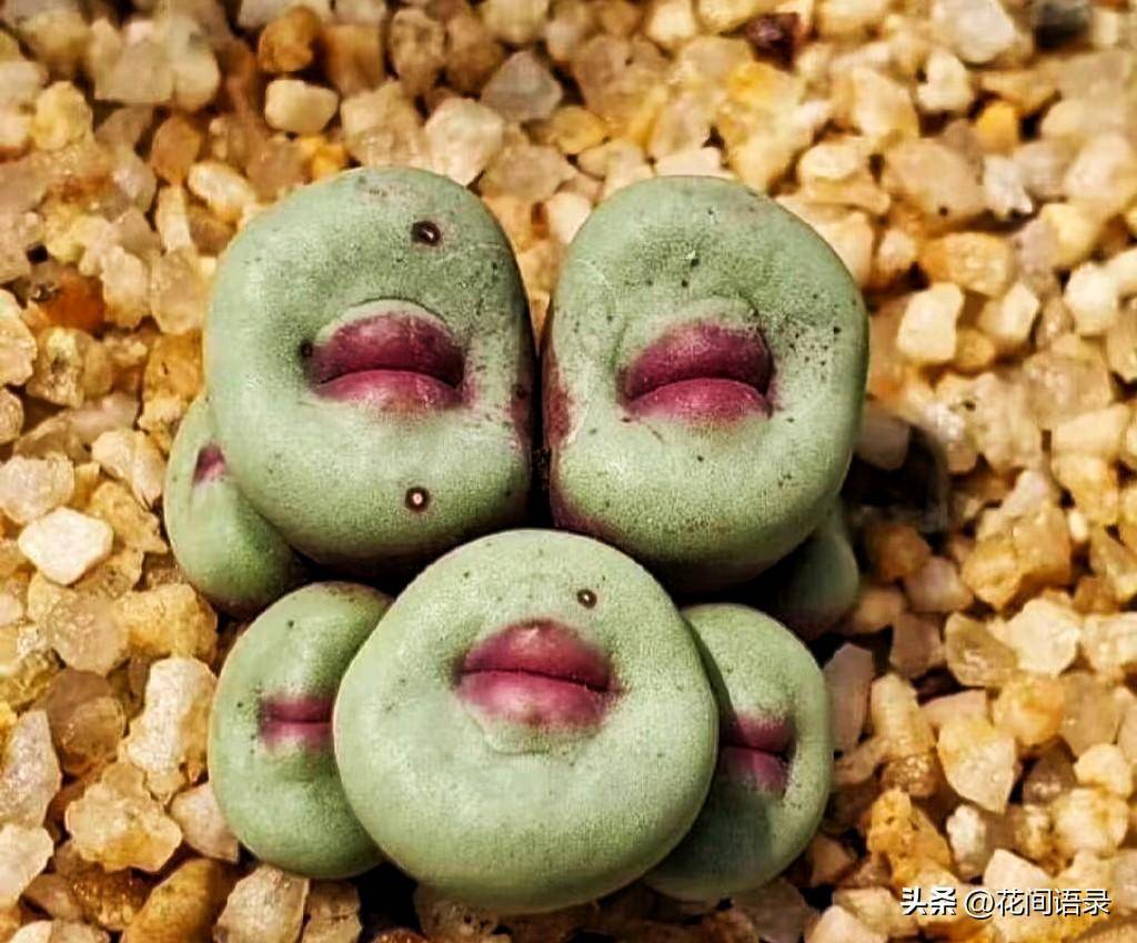 长相奇怪的多肉盘点_http_html_模样