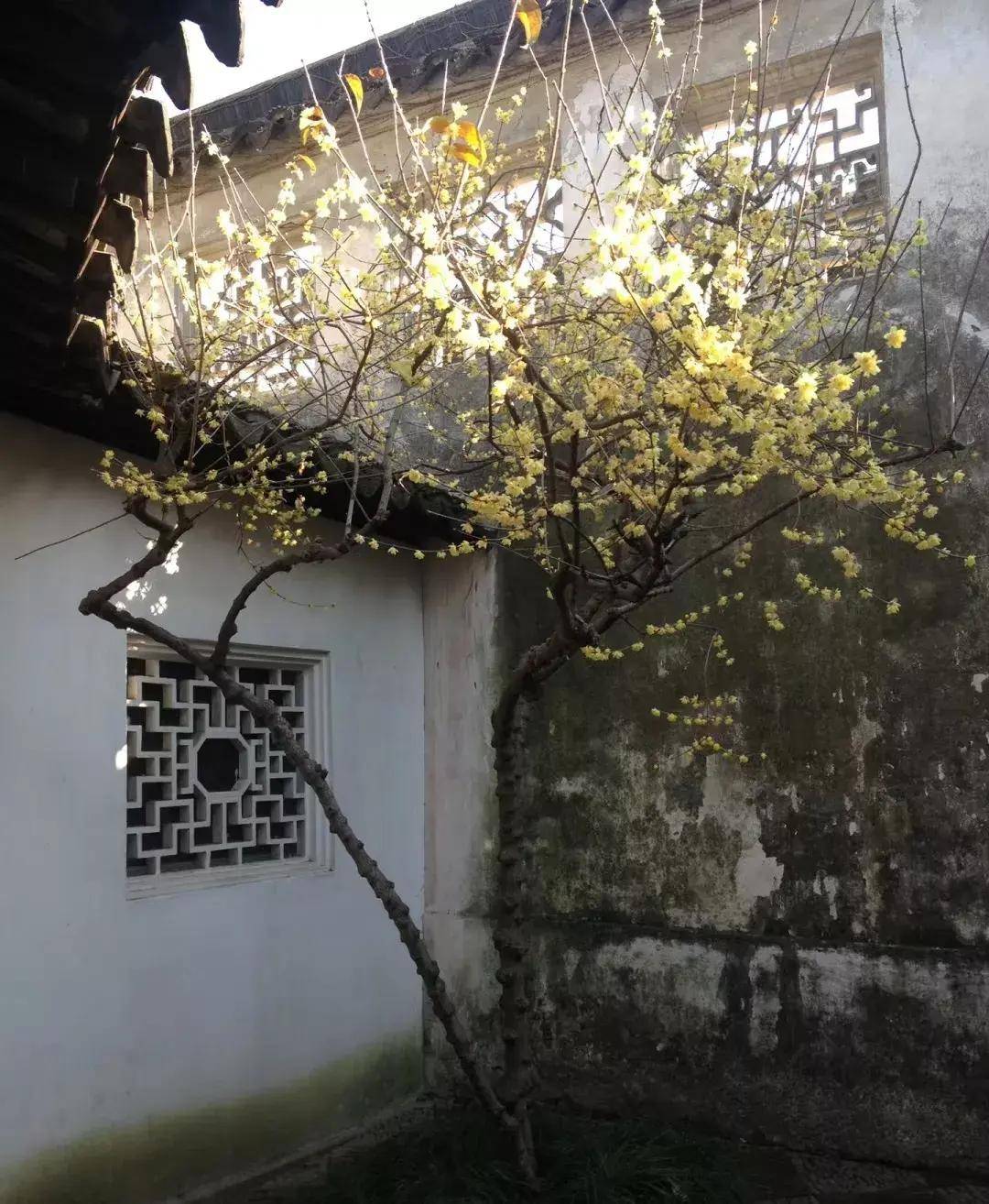 国清寺的千年梅树太惊艳了太有禅意