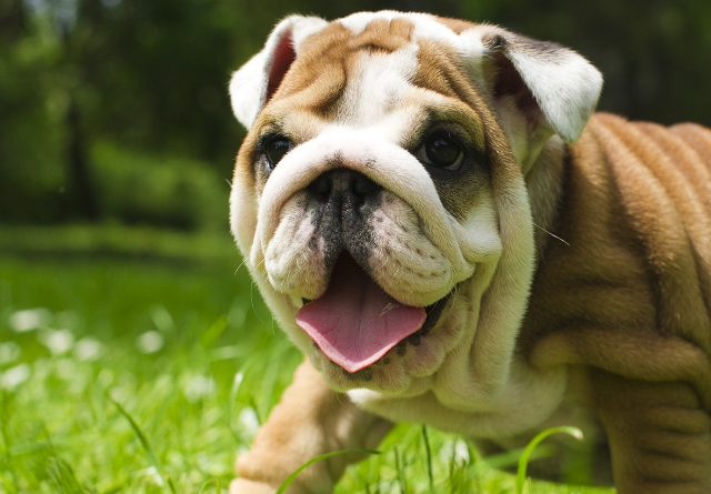 英国斗牛犬性格特点有哪些好不好喂养喂养时要注意这几点