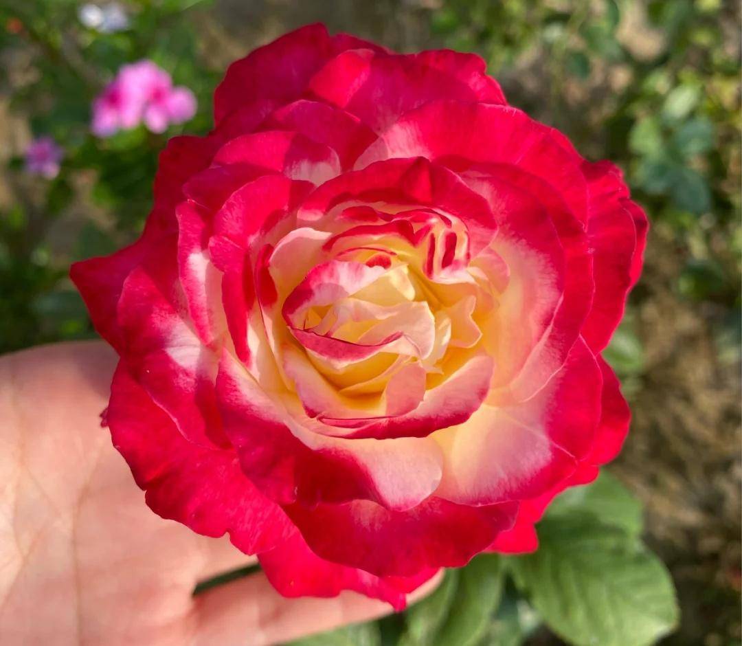 月季花有上万多个品种我最喜爱这20种