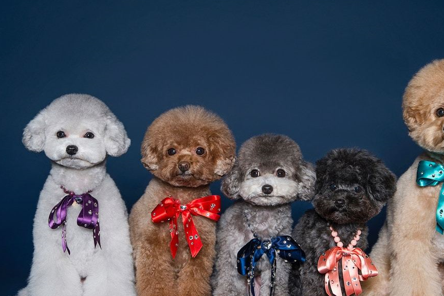 五只毛色各异的贵宾犬,一出场宛如偶像天团,让人移不开目光!_manool_