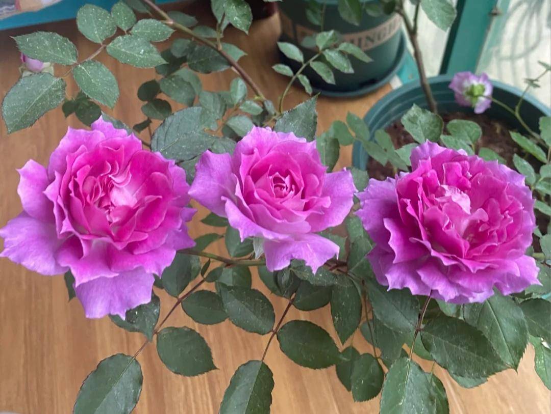 月季花有上万多个品种我最喜爱这20种