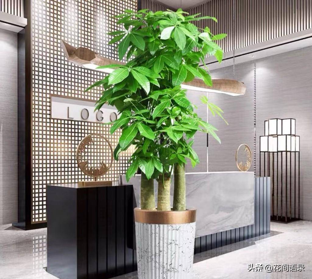 同时释放氧气 令室内空气更清新,再加上它树叶俱美,能提升居家环境