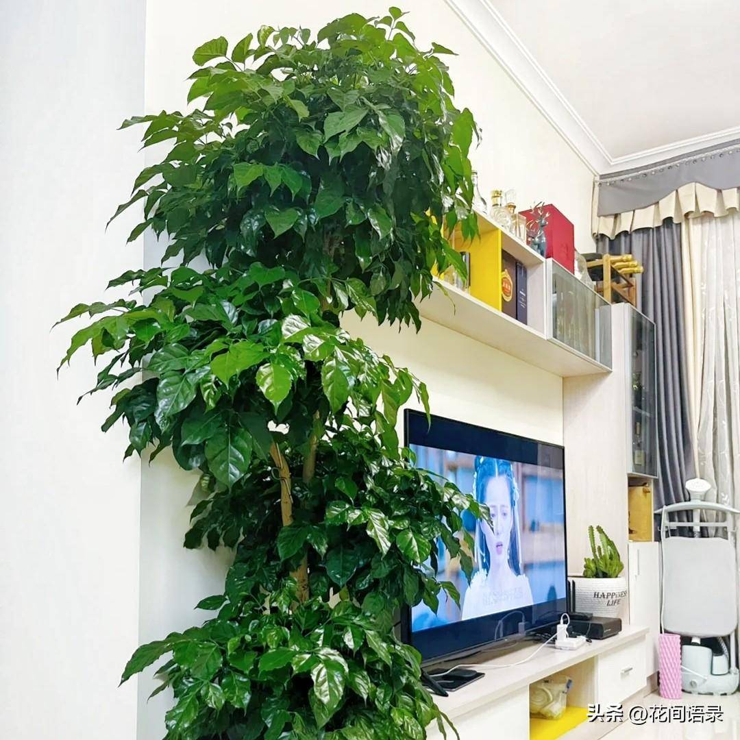 养在室内的大个绿植看着太高级了