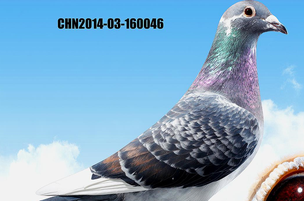 "雌雄"定棚之策_育种_遗传_鸽子