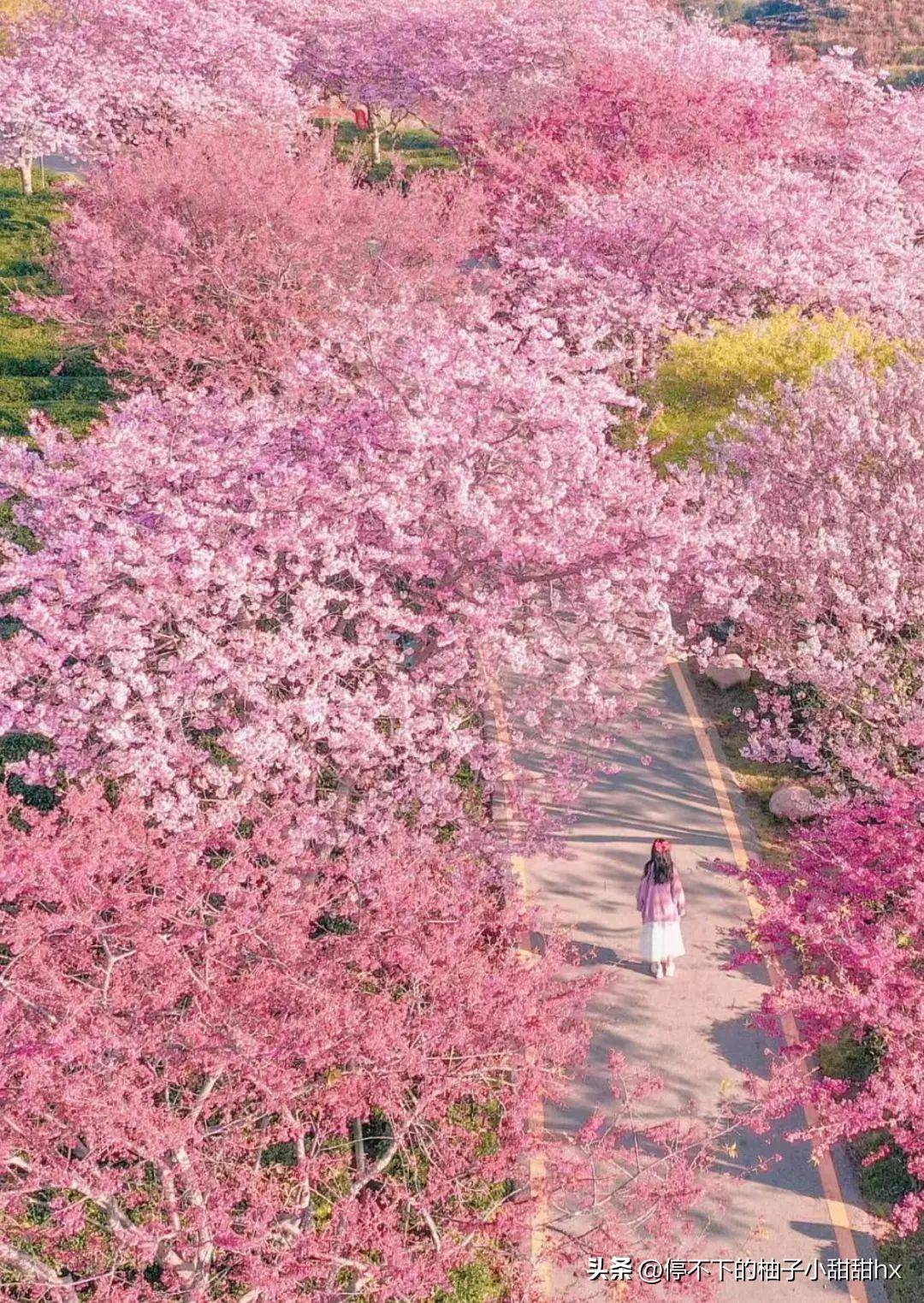 万亩樱花绽放惊艳国家地理比日本樱花壮观五倍赶快启程赏花吧