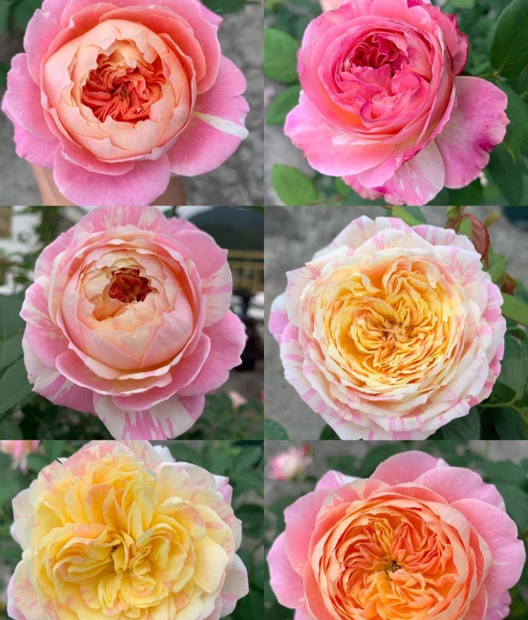 月季花有上万多个品种我最喜爱这20种