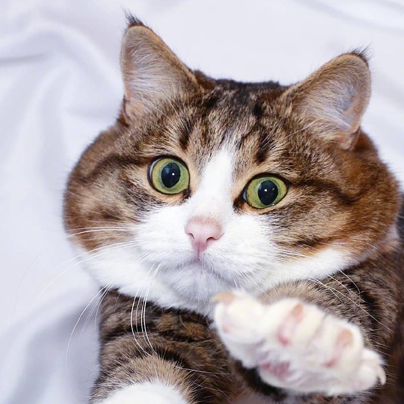 原创这只猫咪虽然只有两条腿但它凭借丰富的表情包圈粉无数