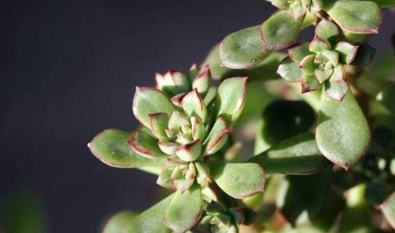 油酥的金黄色景天科多肉植物酥皮鸭