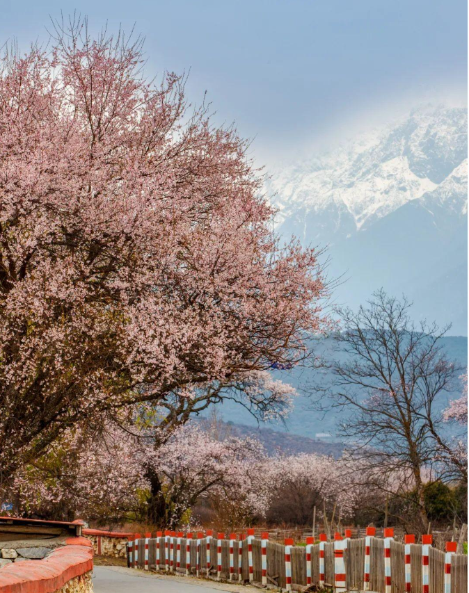 西藏林芝,邂逅中国最美的初春天_桃花_雪山_冰川