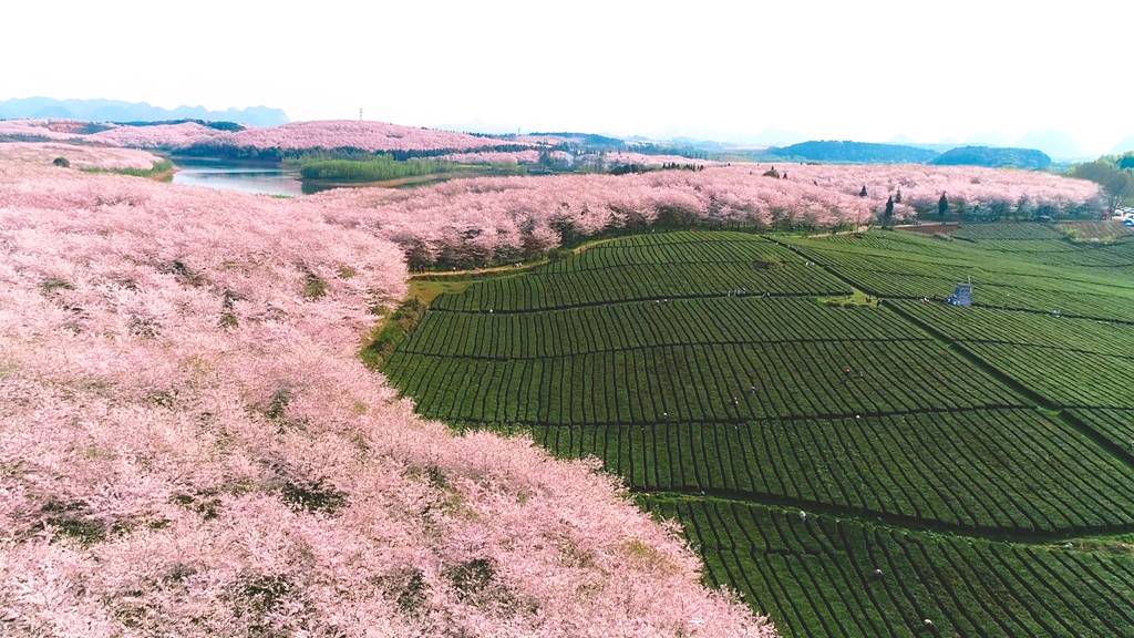 "爽爽贵阳·繁花似锦" 市县两级联动报道⑧丨清镇市:以花为媒引客来