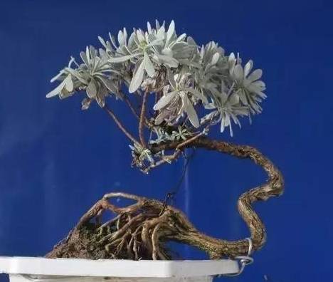 叶片似雪很少见,雪艾盆景色泽丰富,养一盆品位高!