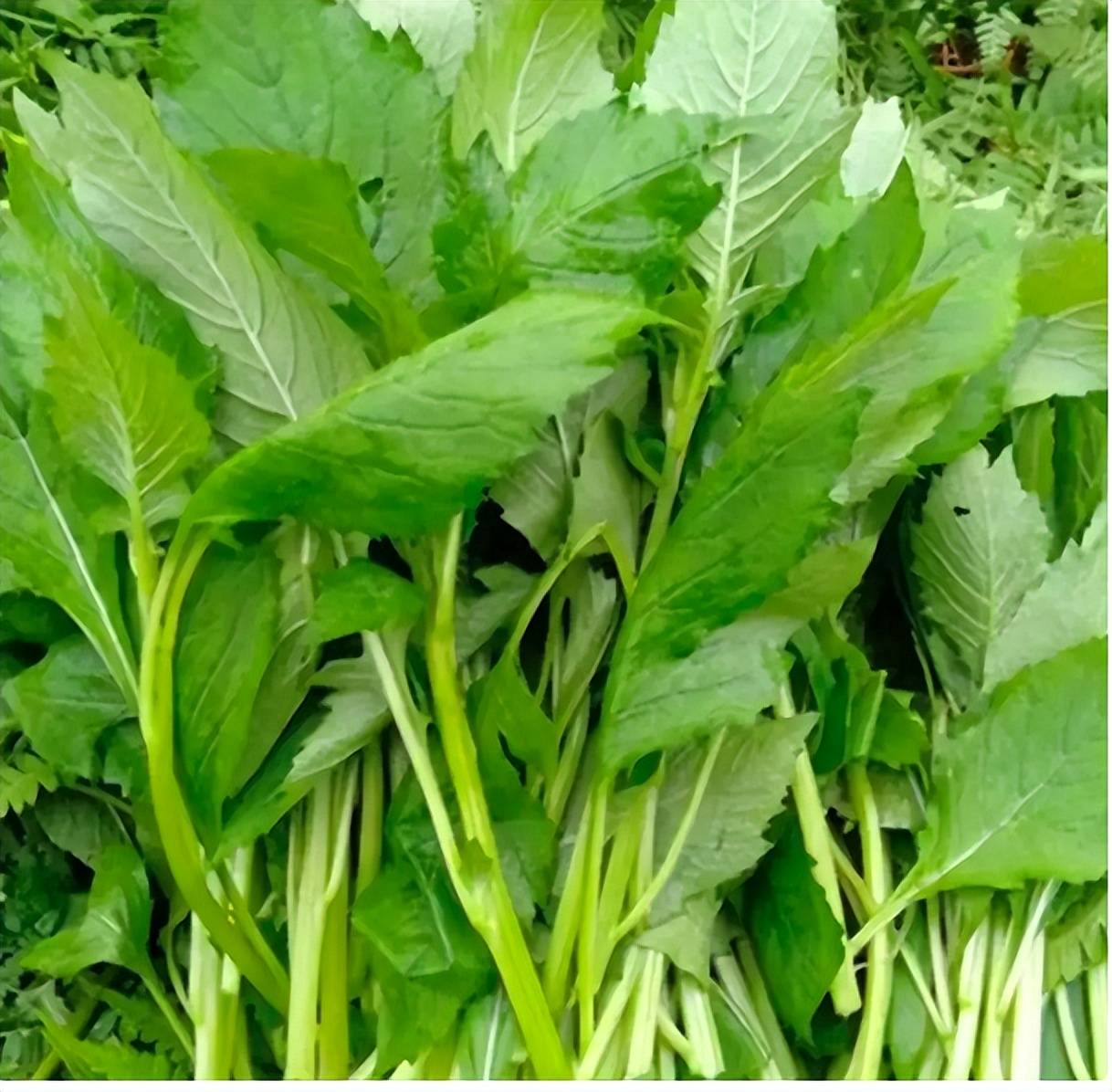 原创清明前后遇到这7种野菜别手软挖一袋回家调馅做菜都很鲜美