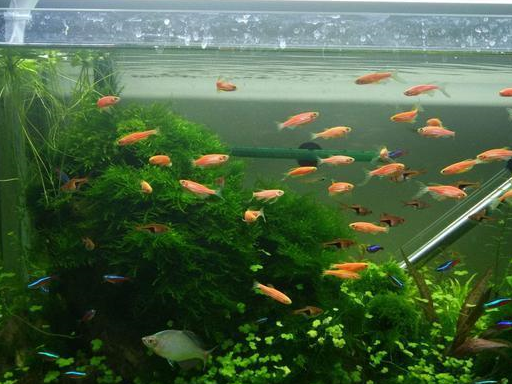 原创为什么小型热带观赏鱼有些品种比我们想象的还要难以饲养