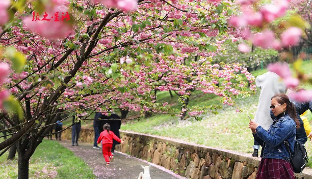 江南春色中的四明山,赏樱胜地天下无双sports_樱花_游客_保护