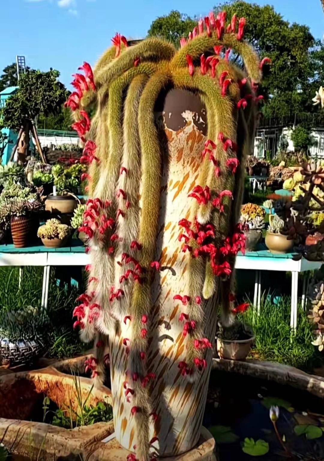 年头越久越好看的8种多肉盘点_养老_小苗_景天科