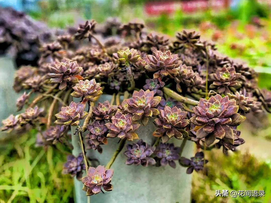 便宜好养的阿伦陪粉色系多肉