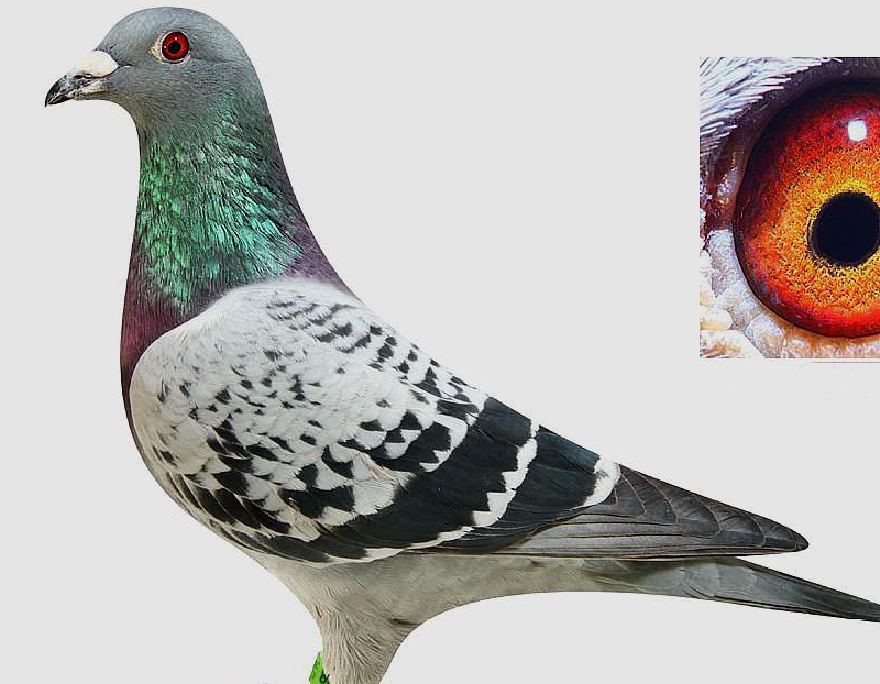 养鸽的捷径之路新手一定要看_鸽子_比赛_经验