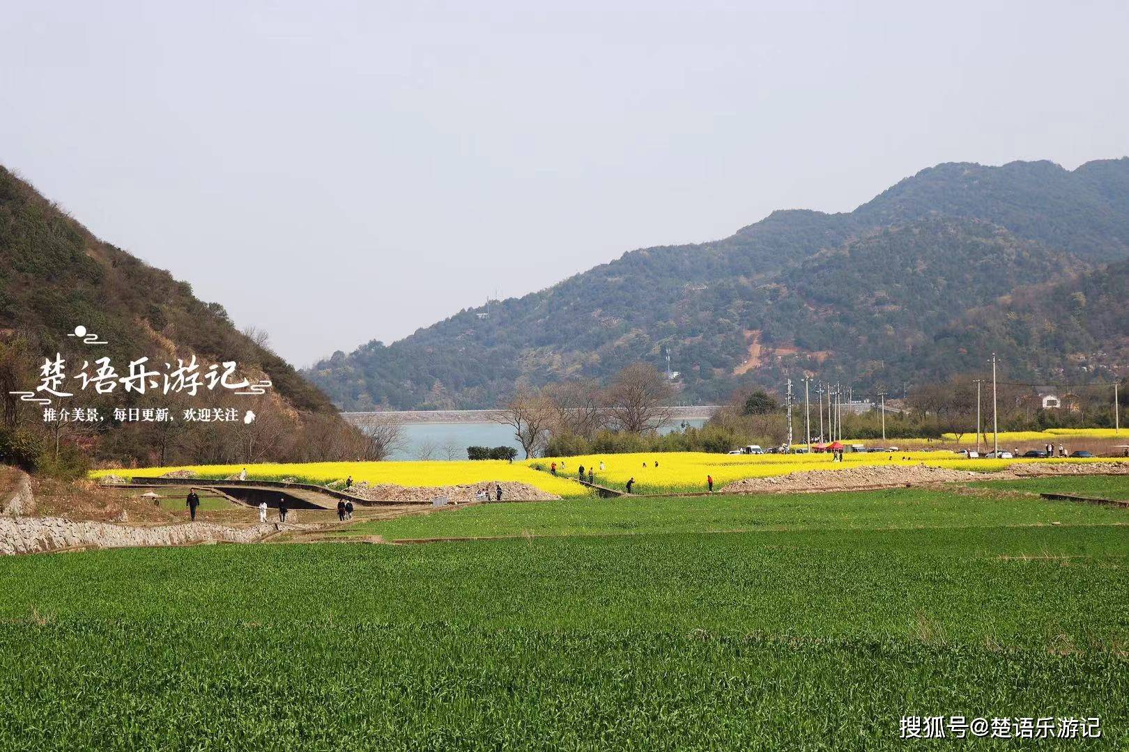 宁波横坑水库油菜花海藏不住了梯田美如画适合自驾但游人如潮