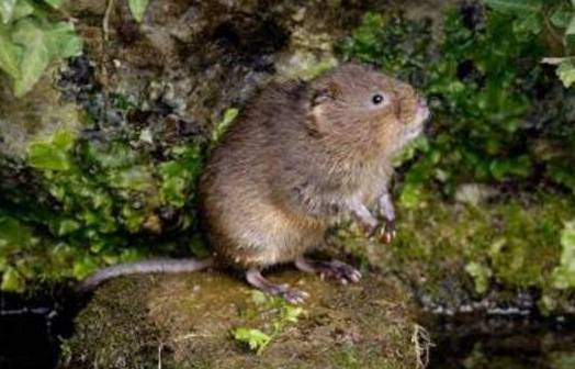 原创草原田鼠的繁殖季节性发生率
