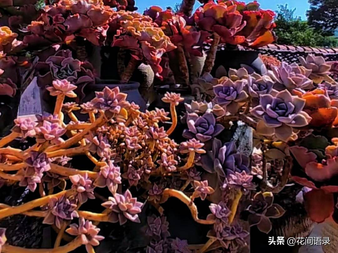 多肉显色也可以成为靓丽的风景线