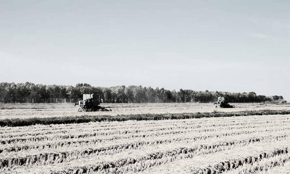 原创2009年中国最后一个知青滞留北大荒41年战友开车接他回京