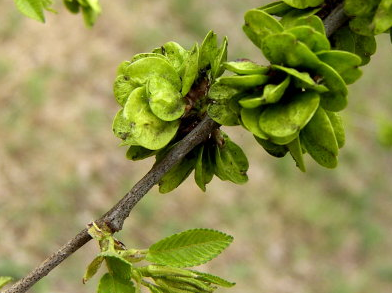 然后将香椿松子奶酪酱倒入保鲜盒内,涂抹面包,拌面拌饭都可以,非常