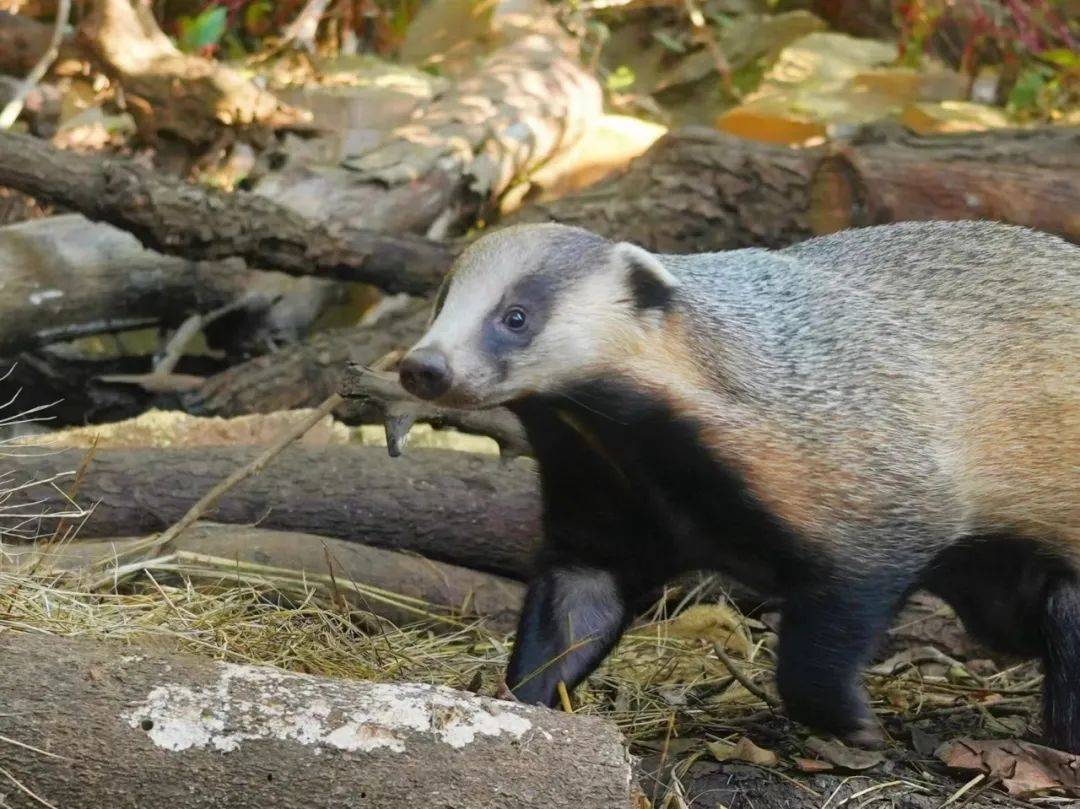 亚洲狗獾:睡一觉瘦六斤,多少人羡慕了?_生生_动物_时间