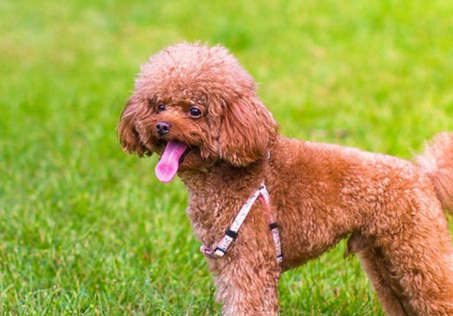 很多人喜欢狗狗,如何正确的挑选贵宾犬,记住这几点不会被骗_时候_巧克