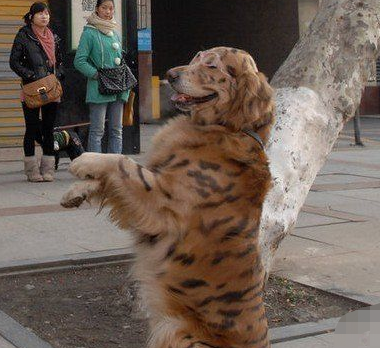 金毛总被其他狗狗欺负,主人给它做了个"老虎"造型,果然威风