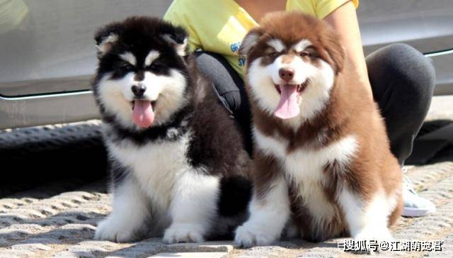 结语:你更喜欢二哈还是阿拉斯加呢?