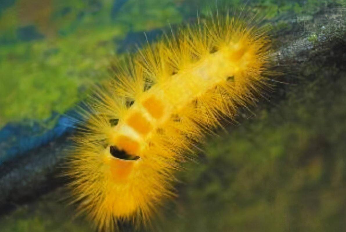 20张活久未见生物图狗子开走高尔夫车科莫多龙一口吞掉鲨鱼