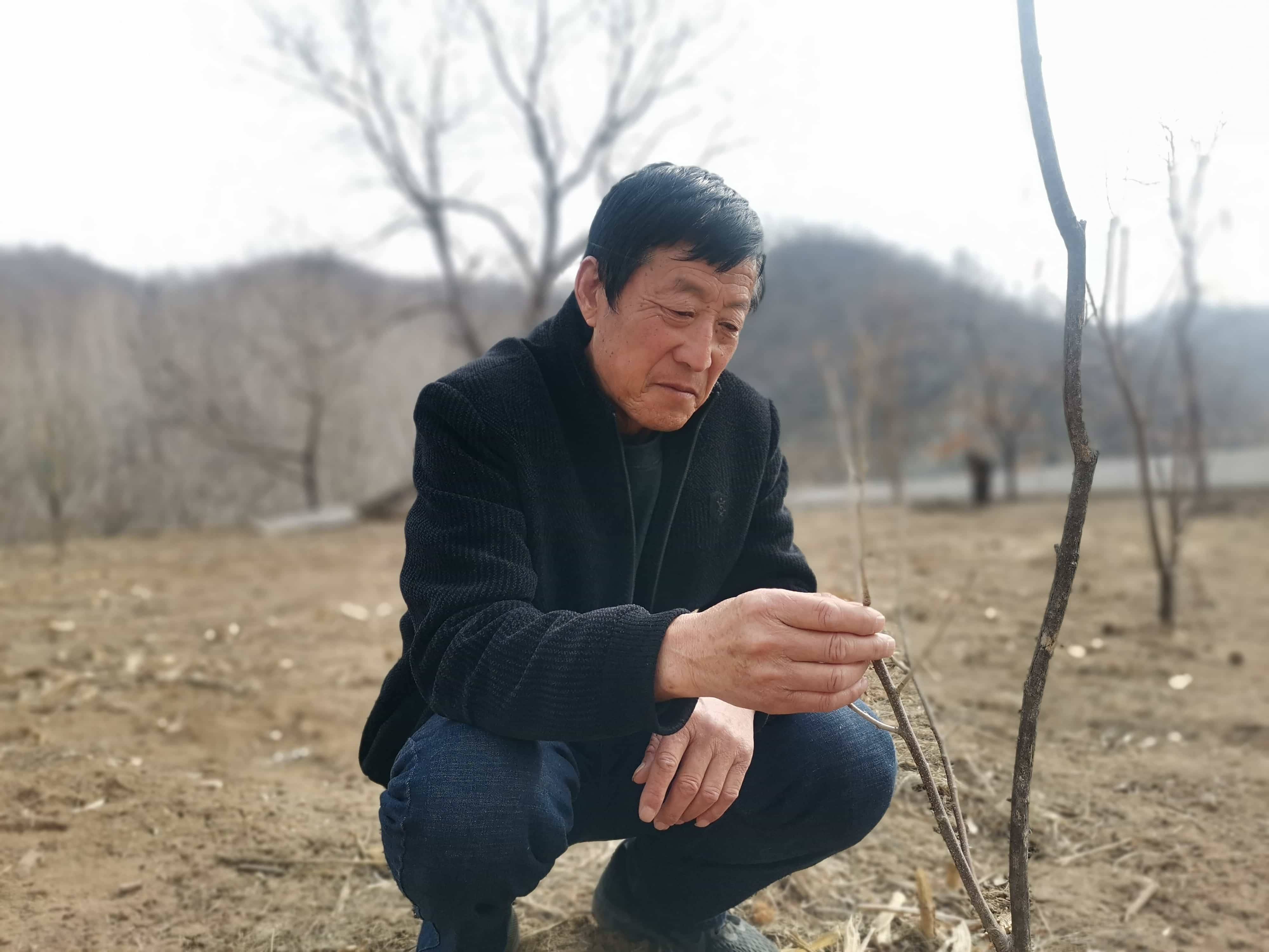 河北保定阜平县菜池村种下小酸枣培育致富果